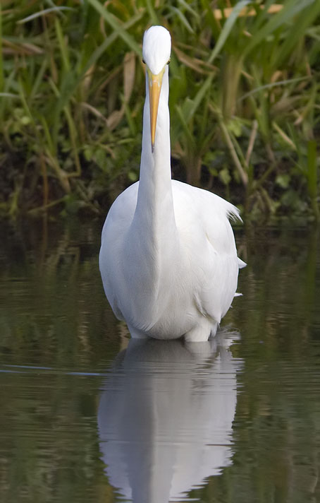 Grotezilverreiger311008F